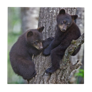 Ursos Gêmeos Subindo Ramais Animais Foguosos Arte