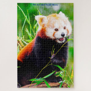 Ursos Panda Vermelhos. Quebra-Cabeça