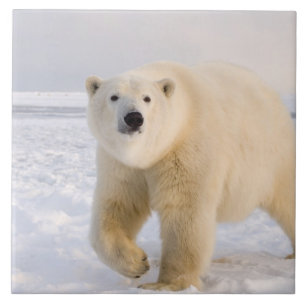 Ursus maritimus, sobre gelo e neve, 2