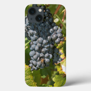 Uruguai, Montevidéu, Área Colon. Bodegas