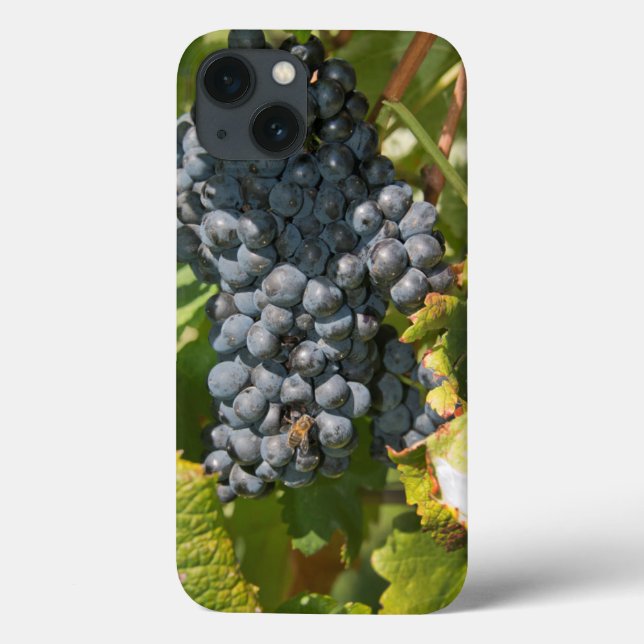 Uruguai, Montevidéu, Área Colon. Bodegas (Verso)