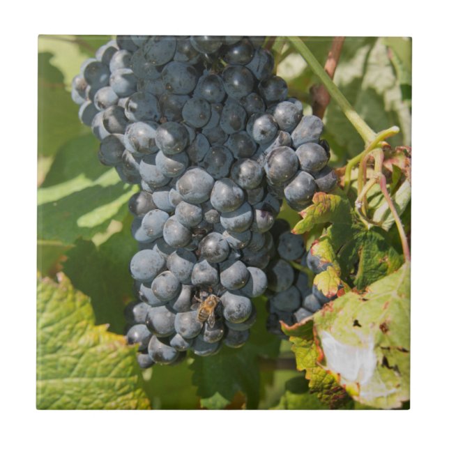 Uruguai, Montevidéu, Área Colon. Bodegas (Frente)