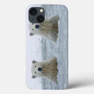 USA, Alaska, North Slope, Polar Bears