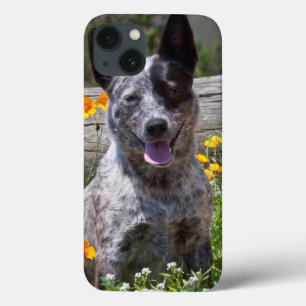 USA, California. Queensland Healer Sitting 2