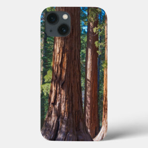 USA, California. Redwood Tree Trunks, Mariposa