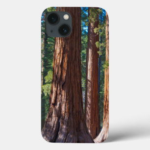 USA, California. Redwood Tree Trunks, Mariposa