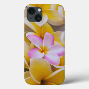 USA, Hawaii, Oahu, Plumeria flowers in bloom 1
