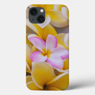 USA, Hawaii, Oahu, Plumeria flowers in bloom 1