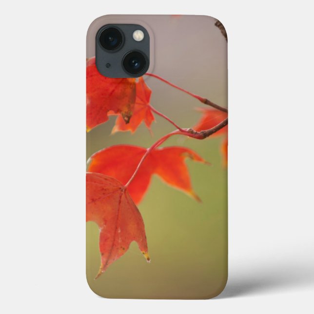 USA, Kansas, Red Leaves In Early Fall (Verso)