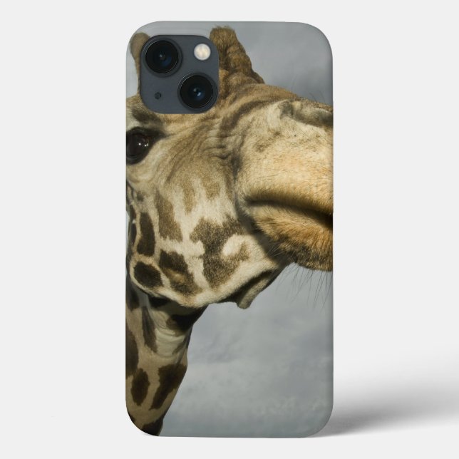 USA, Texas, Fossil Rim Wildlife Area, giraffe (Verso)