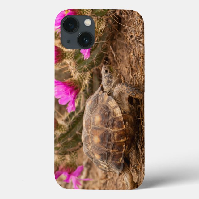 USA, Texas, Hidalgo County. Tortoise (Verso)