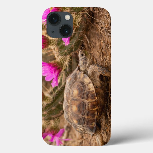 USA, Texas, Hidalgo County. Tortoise (Verso)