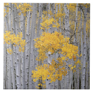 UTAH. EUA. Arvoredo de Aspen (Populus tremuloides)