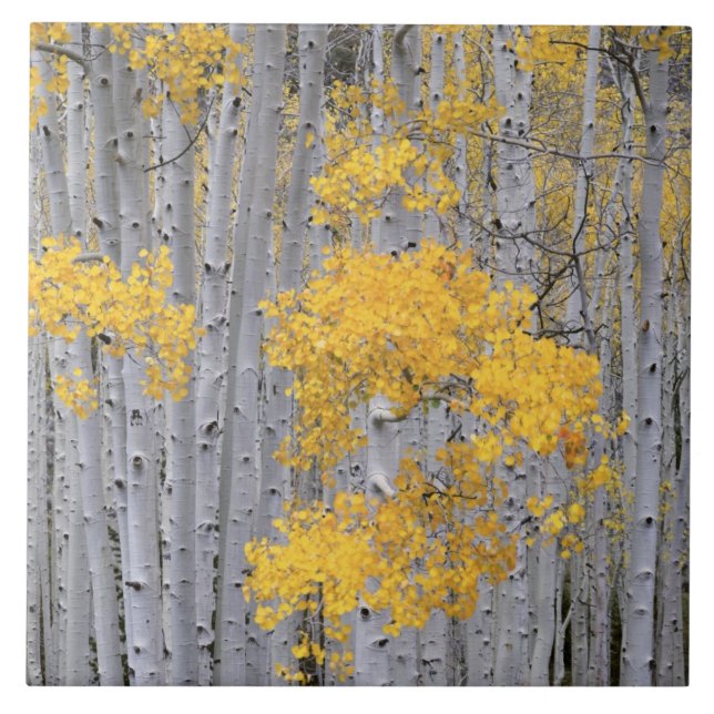 UTAH. EUA. Arvoredo de Aspen (Populus tremuloides) (Frente)