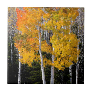 Utah, EUA. Árvores de Aspen (Populus Tremuloides) 