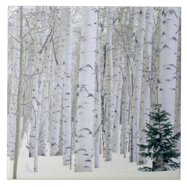 UTAH. EUA. Aspen (Populus tremuloides) e Douglas (Frente)