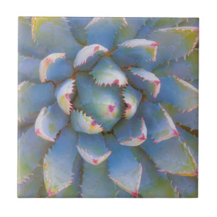 Utah, Floresta Nacional Dixie. Close-up de yuca