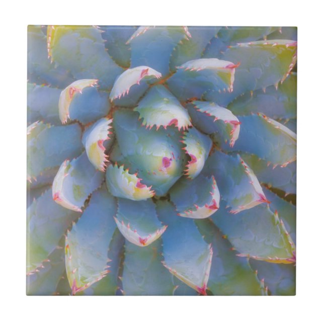 Utah, Floresta Nacional Dixie. Close-up de yuca (Frente)