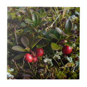 Uva-ursina, uva-ursi de Arctostaphylus