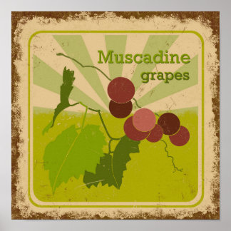 Uvas de poster Muscadine, estilo Vintage