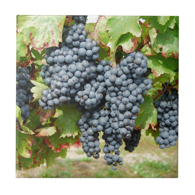Uvas de vinho (Frente)