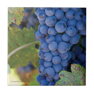 Uvas do vinhedo de Sonoma County - azulejo