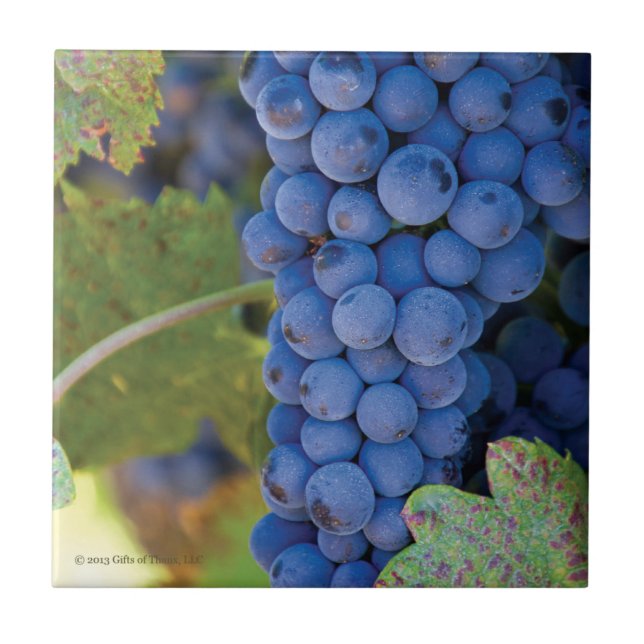 Uvas do vinhedo de Sonoma County - azulejo (Frente)