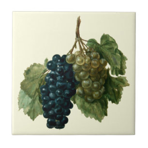 Uvas Renascentistas de Jacques le Moyne