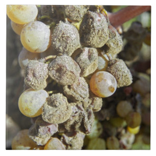 Uvas Semillon com podridão nobre no momento da col