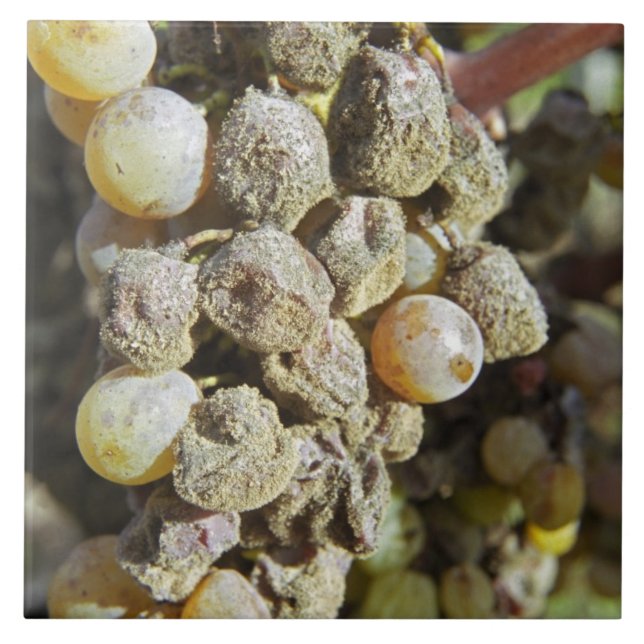 Uvas Semillon com podridão nobre no momento da col (Frente)