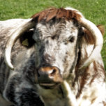 VACA<br><div class="desc">Design fotográfico de uma vaca longhorn inglesa uma raça castanha e branca de gado bovino.</div>
