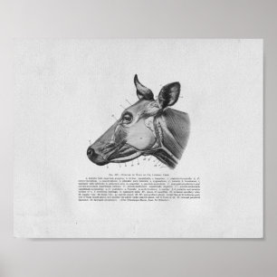 Vaca Anatomia Muscular Vintage Impressão