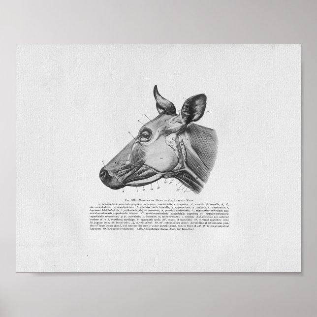 Vaca Anatomia Muscular Vintage Impressão (Frente)