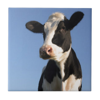 Vaca atenta