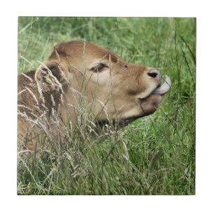VACA BONITO