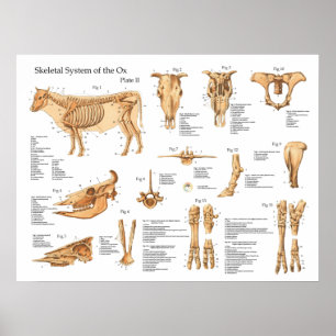 Vaca bovina Poster de Anatomia Esquelética