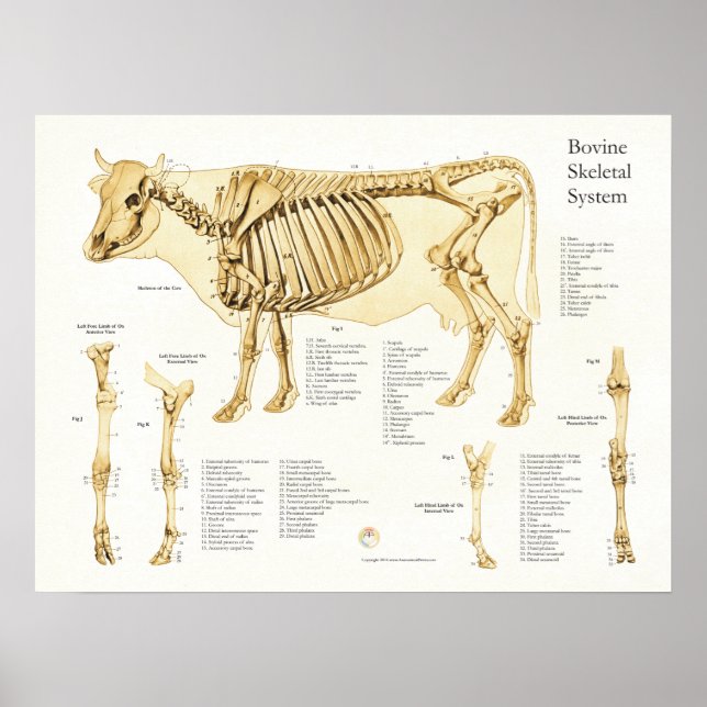 Vaca Bovina Poster de Anatomia Esquelética (Frente)