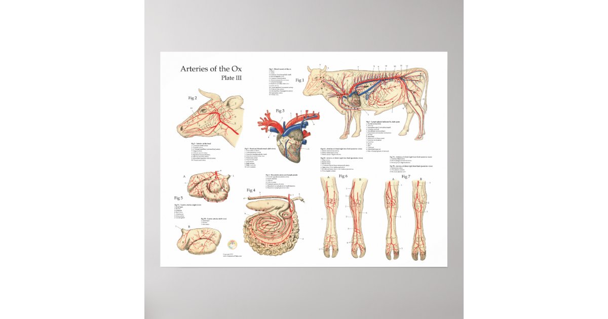 Vaca Bovina Vasos Sanguíneos Anatomia Poster | Zazzle Brasil