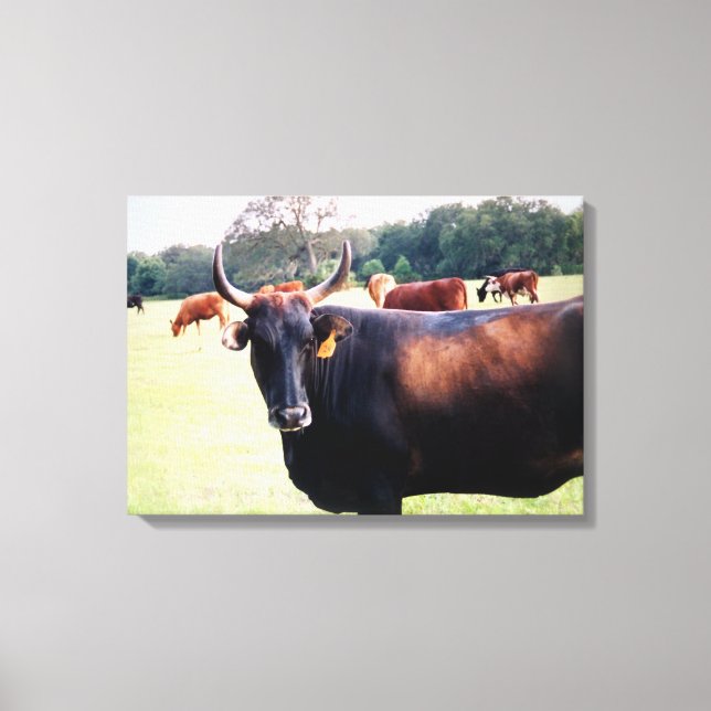 Vaca Bull Ocidental em canvas de pastoreio (Frente)