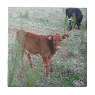 Vaca Castanho.