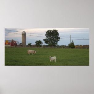 Vaca com Poster de Fazenda de vitelo