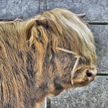 VACA DE ALTA PLANA<br><div class="desc">Um design de arte de uma bela Vaca Highland.</div>