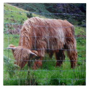 "Vaca de cabelos compridos das montanhas escocesas