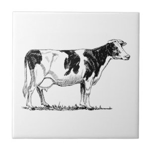 Vaca de Holstein