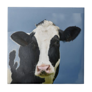 VACA de Holstein