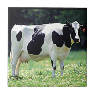 Vaca de leiteria de Wisconsin