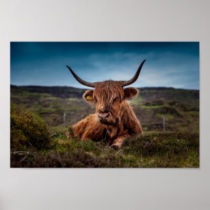 Vaca do planalto escocês em Pasture Poster Impress