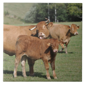 Vaca e vitela de Brown Limousin