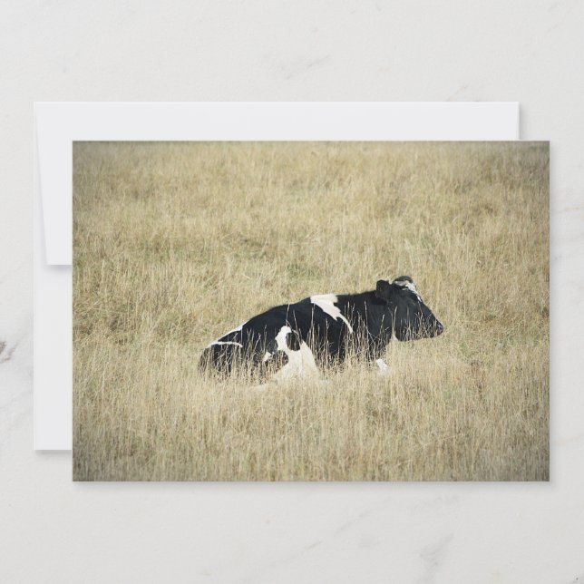 Vaca em repouso - Convite (Frente)