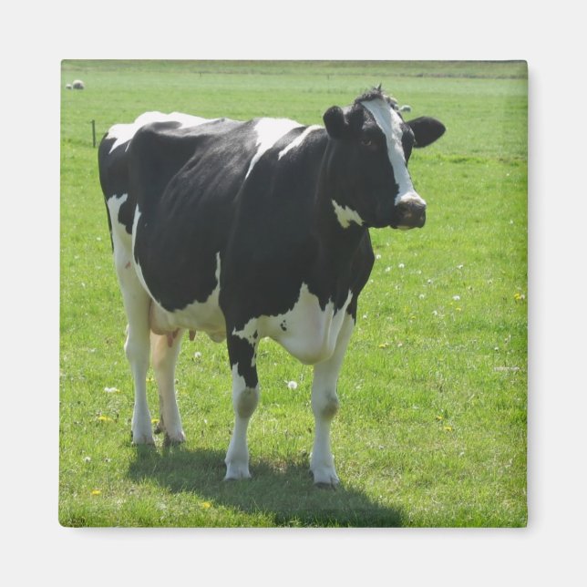 Vaca frísio na Imã de geladeira verde-prado (Frente)